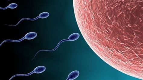 rencontre ovule spermatozoïdes|La fécondation : comment ça marche